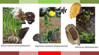 Alisma sp. (Alismataceae)
Allium sativum (Amaryllidaceae) Argemone mexicana (Papaveraceae)
 