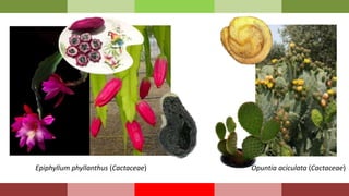 Opuntia aciculata (Cactaceae)
Epiphyllum phyllanthus (Cactaceae)
 