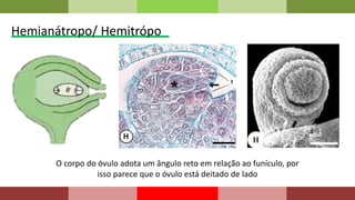 Hemianátropo/ Hemitrópo
O corpo do óvulo adota um ângulo reto em relação ao funículo, por
isso parece que o óvulo está deitado de lado
 