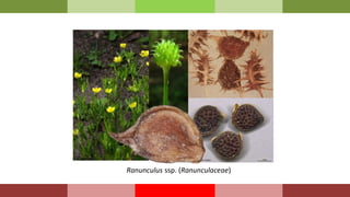 Ranunculus ssp. (Ranunculaceae)
 