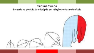TIPOS DE ÓVULOS
Baseado na posição da micrópila em relação a calaza e funículo
 