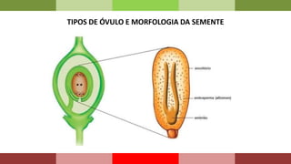 TIPOS DE ÓVULO E MORFOLOGIA DA SEMENTE
 