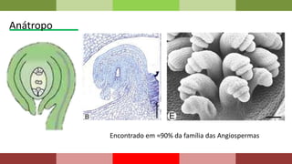 Encontrado em ≈90% da família das Angiospermas
Anátropo
 