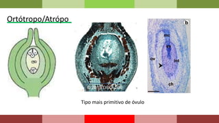 Ortótropo/Atrópo
Tipo mais primitivo de óvulo
 