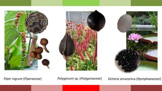Piper nigrum (Piperaceae) Polygonum sp. (Polygonaceae) Victoria amazonica (Nymphaeaceae)
 