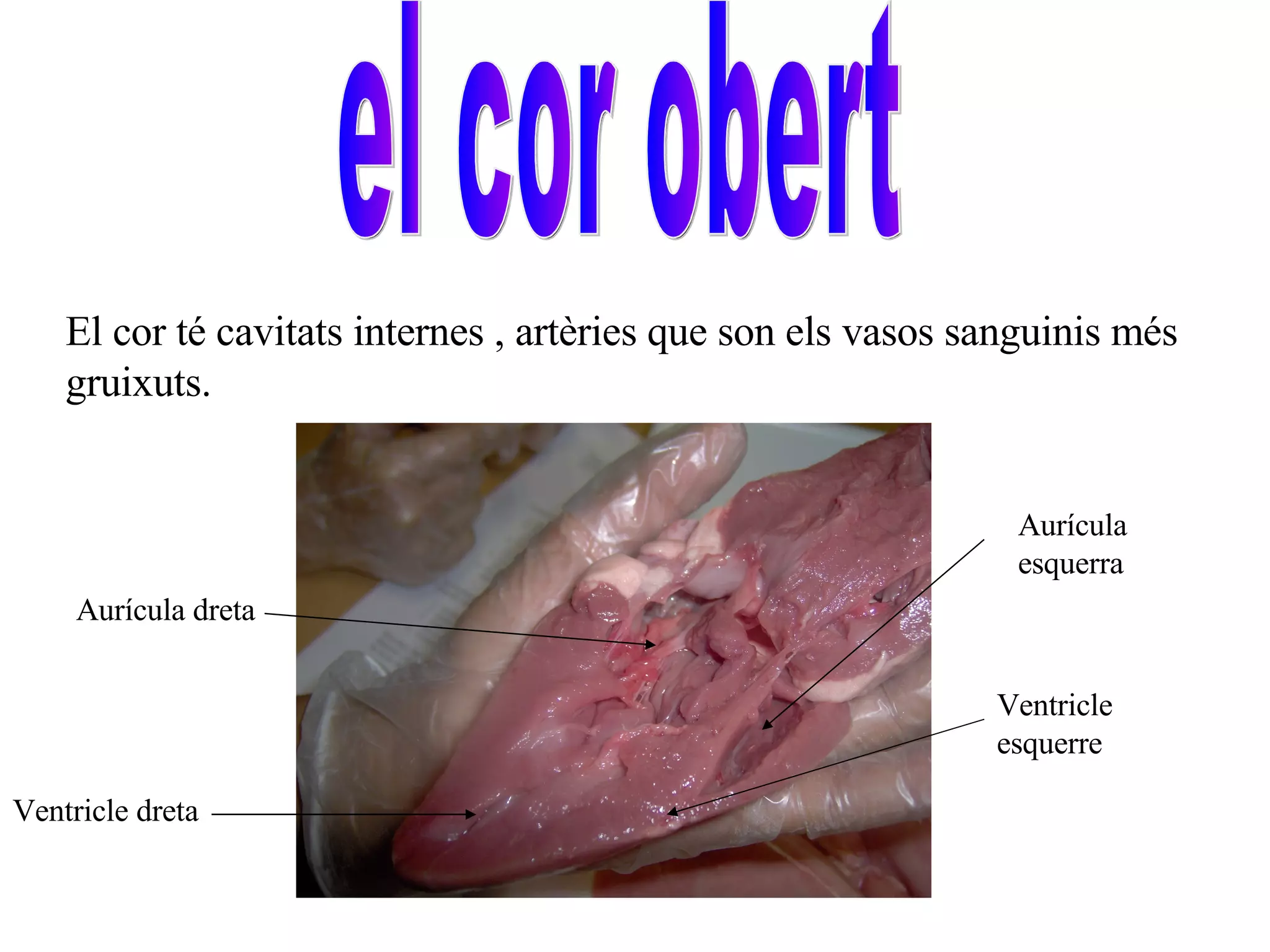 el cor obert El cor té cavitats internes , artèries que son els vasos sanguinis més gruixuts. Aurícula dreta Ventricle dreta Aurícula esquerra Ventricle esquerre 