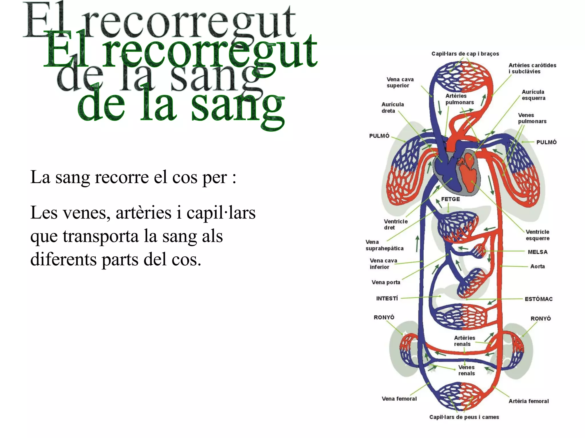 La sang recorre el cos per : Les venes, artèries i capil·lars que transporta la sang als diferents parts del cos.  El recorregut de la sang 