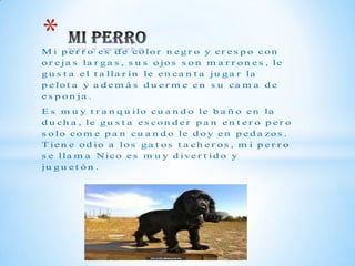 *
M i p e r r o e s d e co lo r n e g r o y cr e s p o co n
o r e ja s la r g a s , s u s o jo s s o n m a r r o n e s , le
g u s t a e l t a ll a r í n l e e n c a n t a j u g a r l a
p e lo t a y a d e m á s d u e r m e e n s u ca m a d e
e s p o n ja .
E s m u y t r a n q u ilo cu a n d o le b a ñ o e n la
d u ch a , le g u s t a e s co n d e r p a n e n t e r o p e r o
s o l o c o m e p a n c u a n d o l e d o y e n p e d a zo s .
T ie n e o d io a lo s g a t o s t a ch e r o s , m i p e r r o
s e lla m a Nico e s m u y d ive r t id o y
ju g u e t ó n .
 