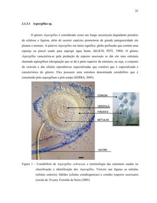 25
2.1.3.1 Aspergillus sp.
O gênero Aspergillus é considerado como um fungo ascomiceto degradante primário
da celulose e lignina, além de ocorrer espécies promotoras de grande patogenicidade em
plantas e animais. A palavra Aspergillus em latim significa: globo perfurado que contém uma
esponja ou pincel usado para aspergir água benta, (KLICH; PITT, 1988). O gênero
Aspergillus caracteriza-se pela produção de esporos assexuais se dar em uma estrutura
chamada aspergillum (designação que se dá à parte superior da estrutura, ou seja, o conjunto
da vesícula e das células reprodutivas especializadas que contém) que é especializada e
característica do gênero. Eles possuem uma estrutura denominada conidióforo que é
constituído pelo aspergillum e pelo estipe (SERRA, 2005).
Figura 1 - Conidióforo de Aspergillus ochraceus e terminologia das estruturas usadas na
classificação e identificação dos Aspergillus. Visíveis nas figuras as métulas
(células estéreis), fiálides (células conidiogenicas) e conídio (esporos assexuais)
(escala de 10 µm). Extraído de Serra (2005)
 