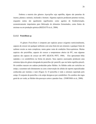 26
Embora a maioria dos gêneros Aspergillus seja saprófita, alguns são parasitas de
insetos, plantas e animais, incluindo o homem. Algumas espécies produzem potentes toxinas,
enquanto outras são igualmente significantes como agentes de biodeterioração,
economicamente importantes para fabricação de alimentos fermentados, como fontes de
enzimas ou em produção química (RIZZATTI et al., 2004).
2.1.3.2 Penicillium sp.
O gênero Penicillium é composto por espécies pouco exigentes nutricionalmente,
capazes de crescer em qualquer ambiente com uma fonte de sais minerais e qualquer fonte de
carbono exceto as mais complexas, numa gama vasta de condições físico-químicas. Muitas
espécies são psicrófilas, capazes de crescer a temperaturas abaixo de 0ºC, mas algumas
espécies são capazes de crescer até 40ºC (KLICH; PITT, 1988). Eles apresentam hifas
septadas e os conidióforos na forma de pincéis. Seus esporos assexuados produzem uma
estrutura típica do gênero designada de penicillus (pl. penicilli, que em latim significa pincel).
Os conídios nascem em cadeias produzidas pelas fiálides. As fiálides estão em verticilos no
estipe, e assentam nele diretamente ou com a intervenção de células de suporte especializadas
conhecidas por metulae e rami (Figura 2). O penicillus é toda a estrutura suportada pelo
estipe. O conjunto do penicillus e do estipe designa-se por conidióforo. Os conídios são regra
geral de cor verde, as fiálides têm pescoços curtos e paredes lisas. (TORTORA et al., 2000).
 