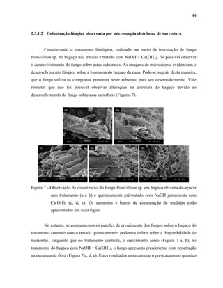 44
2.3.1.2 Colonização fúngica observada por microscopia eletrônica de varredura
Considerando o tratamento biológico, realizado por meio da inoculação de fungo
Penicillium sp. no bagaço não tratado e tratado com NaOH + Ca(OH)2, foi possível observar
o desenvolvimento do fungo sobre estes substratos. As imagens de microscopia evidenciam o
desenvolvimento fúngico sobre a biomassa do bagaço da cana. Pode-se sugerir desta maneira,
que o fungo utiliza os compostos presentes neste substrato para seu desenvolvimento. Vale
ressaltar que não foi possível observar alterações na estrutura do bagaço devido ao
desenvolvimento do fungo sobre essa superfície (Figuras 7).
(a) (b)
(c) (d) (e)
(a) (b)
(c) (d) (e)
Figura 7 - Observação da colonização do fungo Penicillium sp. em bagaço de cana-de-açúcar
sem tratamento (a e b) e quimicamente pré-tratado com NaOH juntamente com
Ca(OH)2 (c, d, e). Os aumentos e barras de comparação de medidas estão
apresentados em cada figura
No entanto, se compararmos os padrões de crescimento dos fungos sobre o bagaço do
tratamento controle com o tratado quimicamente, podemos inferir sobre a disponibilidade de
nutrientes. Enquanto que no tratamento controle, o crescimento aéreo (Figura 7 a, b), no
tratamento do bagaço com NaOH + Ca(OH)2, o fungo apresenta crescimento com penetração
na estrutura da fibra (Figura 7 c, d, e). Estes resultados mostram que o pré-tratamento químico
 