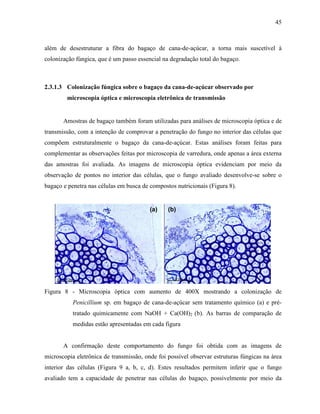 45
além de desestruturar a fibra do bagaço de cana-de-açúcar, a torna mais suscetível à
colonização fúngica, que é um passo essencial na degradação total do bagaço.
2.3.1.3 Colonização fúngica sobre o bagaço da cana-de-açúcar observado por
microscopia óptica e microscopia eletrônica de transmissão
Amostras de bagaço também foram utilizadas para análises de microscopia óptica e de
transmissão, com a intenção de comprovar a penetração do fungo no interior das células que
compõem estruturalmente o bagaço da cana-de-açúcar. Estas análises foram feitas para
complementar as observações feitas por microscopia de varredura, onde apenas a área externa
das amostras foi avaliada. As imagens de microscopia óptica evidenciam por meio da
observação de pontos no interior das células, que o fungo avaliado desenvolve-se sobre o
bagaço e penetra nas células em busca de compostos nutricionais (Figura 8).
(a) (b)(a) (b)
Figura 8 - Microscopia óptica com aumento de 400X mostrando a colonização de
Penicillium sp. em bagaço de cana-de-açúcar sem tratamento químico (a) e pré-
tratado quimicamente com NaOH + Ca(OH)2 (b). As barras de comparação de
medidas estão apresentadas em cada figura
A confirmação deste comportamento do fungo foi obtida com as imagens de
microscopia eletrônica de transmissão, onde foi possível observar estruturas fúngicas na área
interior das células (Figura 9 a, b, c, d). Estes resultados permitem inferir que o fungo
avaliado tem a capacidade de penetrar nas células do bagaço, possivelmente por meio da
 
