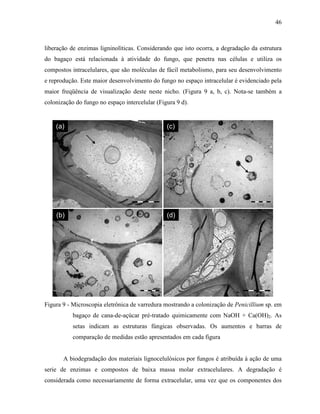 46
liberação de enzimas ligninolíticas. Considerando que isto ocorra, a degradação da estrutura
do bagaço está relacionada à atividade do fungo, que penetra nas células e utiliza os
compostos intracelulares, que são moléculas de fácil metabolismo, para seu desenvolvimento
e reprodução. Este maior desenvolvimento do fungo no espaço intracelular é evidenciado pela
maior freqüência de visualização deste neste nicho. (Figura 9 a, b, c). Nota-se também a
colonização do fungo no espaço intercelular (Figura 9 d).
(d)
(a)
(b)
(c)
(d)
(a)
(b)
(c)
Figura 9 - Microscopia eletrônica de varredura mostrando a colonização de Penicillium sp. em
bagaço de cana-de-açúcar pré-tratado quimicamente com NaOH + Ca(OH)2. As
setas indicam as estruturas fúngicas observadas. Os aumentos e barras de
comparação de medidas estão apresentados em cada figura
A biodegradação dos materiais lignocelulósicos por fungos é atribuída à ação de uma
serie de enzimas e compostos de baixa massa molar extracelulares. A degradação é
considerada como necessariamente de forma extracelular, uma vez que os componentes dos
 
