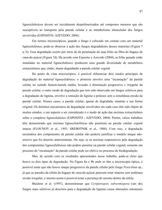 47
lignocelulósicos devem ser inicialmente despolimerizados até compostos menores que são
susceptíveis ao transporte pela parede celular e ao metabolismo intracelular dos fungos
envolvidos (ESPOSITO; AZEVEDO, 2004).
Em termos microscópicos, quando o fungo é colocado em contato com um material
lignocelulósico, pode-se observar a ação dos fungos degradadores desses materiais (Figura 7
a, b). Essa degradação ocorre por meio de da penetração de suas hifas na fibra do bagaço de
cana-de-açúcar (Figura 7d). De acordo com Esposito e Azevedo (2004), as hifas quando estão
instaladas no material lignocelulósico produzem uma grande diversidade de metabólitos
extracelulares que, então, atuam degradando a parede celular vegetal.
Do ponto de vista microscópico, é possível diferenciar dois modos principais de
degradação do material lignocelulósico: o primeiro envolve uma “escamação” da parede
celular no sentido lúmem-lamela média, levando à diminuição progressiva e irregular da
parede celular; o outro modo de degradação que tem sido observado em fungos seletivos para
a degradação de lignina, envolve a remoção de lignina e polioses sem a simultânea erosão da
parede celular. Nesses casos, a parede celular, apesar de degradada, mantém a sua forma
original. Os distintos mecanismos de degradação envolvidos em cada caso têm sido objeto de
muitos estudos, e um aspecto a ser considerado é o modo de ação das enzimas extracelulares
sobre o complexo lignocelulósico (ESPOSITO ; AZEVEDO, 2004). Porém, vários trabalhos
têm demonstrado que enzimas lignocelulolíticas não penetram na parede celular vegetal
intacta (FLOUNOY et al., 1993; SREBOTNIK et al., 1988). Com isso, a degradação
enzimática dos componentes da parede celular não poderia justificar o modelo ataque não-
erosivo que foi descrito anteriormente. Ou seja, se as enzimas responsáveis pela degradação
dos componentes lignocelulósicos não podem penetrar na parede celular vegetal, somente um
processo de “escamação” da parede celular pode ser efetivo no processo de biodegradação.
Mas, de acordo com os resultados apresentados nesse trabalho, pode-se dizer que
houve os dois tipos de degradação. Na Figura 8a e 8b onde se têm a microscopia óptica, é
possível notar que não houve ataque progressivo da parede celular pelo fungo Penicillum sp.,
já que as paredes da célula do bagaço de cana-de-açúcar parecem estar intactas sem nenhuma
erosão irregular, e mesmo assim é possível notar a presença do mesmo dentro da célula.
Blachete et al. (1997), demonstraram que Ceriporiopsis subvermispora (um dos
fungos mais seletivos já descritos para a degradação da lignina) causa alterações estruturais
 
