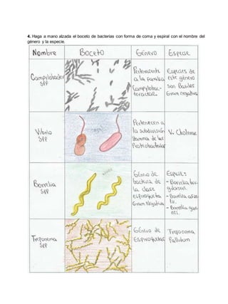4. Haga a mano alzada el boceto de bacterias con forma de coma y espiral con el nombre del
género y la especie.
 