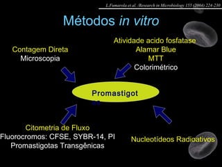 Métodos  in vitro Contagem Direta Microscopia Citometria de Fluxo Fluorocromos: CFSE, SYBR-14, PI Promastigotas Transgênicas Nucleotídeos Radioativos Promastigotas Atividade acido fosfatase   Alamar Blue MTT Colorimétrico L.Fumarola et al. /Research in Microbiology 155 (2004) 224-230 