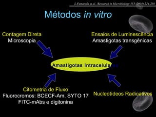 Métodos  in vitro Contagem Direta Microscopia Citometria de Fluxo Fluorocromos: BCECF-Am, SYTO 17 FITC-mAbs e digitonina Nucleotídeos Radioativos Amastigotas Intracelulares Ensaios de Luminescência Amastigotas transgênicas L.Fumarola et al. /Research in Microbiology 155 (2004) 224-230 