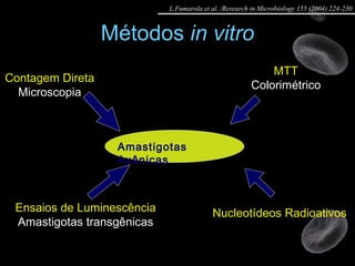 Métodos  in vitro Contagem Direta Microscopia Nucleotídeos Radioativos Amastigotas Axênicas Ensaios de Luminescência Amastigotas transgênicas MTT Colorimétrico L.Fumarola et al. /Research in Microbiology 155 (2004) 224-230 