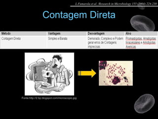 Contagem Direta Fonte:http://2.bp.blogspot.com/microscopio.jpg L.Fumarola et al. /Research in Microbiology 155 (2004) 224-230 