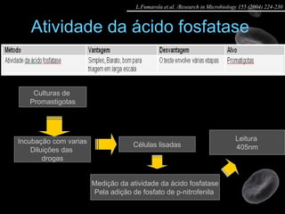 Atividade da ácido fosfatase  Culturas de  Promastigotas Incubação com varias Diluições das  drogas Células lisadas Medição da atividade da ácido fosfatase Pela adição de fosfato de p-nitrofenila  Leitura  405nm L.Fumarola et al. /Research in Microbiology 155 (2004) 224-230 