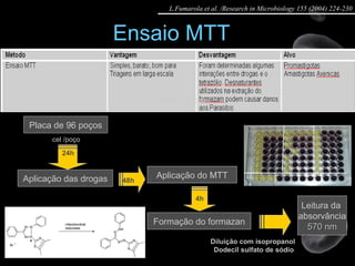 Ensaio MTT  Placa de 96 poços 24h 50000 cel/poço cel /poço Aplicação das drogas 48h Aplicação do MTT 4h Formação do formazan Leitura da  absorvância 570 nm Diluição com isopropanol  Dodecil sulfato de sódio L.Fumarola et al. /Research in Microbiology 155 (2004) 224-230 