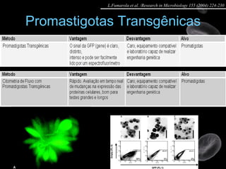 Promastigotas Transgênicas L.Fumarola et al. /Research in Microbiology 155 (2004) 224-230 