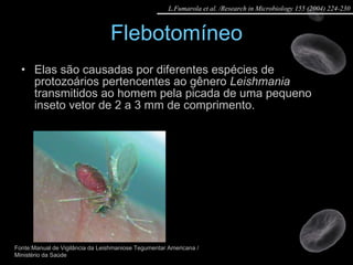 Flebotomíneo Elas são causadas por diferentes espécies de protozoários pertencentes ao gênero  Leishmania  transmitidos ao homem pela picada de uma pequeno inseto vetor de 2 a 3 mm de comprimento. Fonte:Manual de Vigilância da Leishmaniose Tegumentar Americana / Ministério da Saúde L.Fumarola et al. /Research in Microbiology 155 (2004) 224-230 