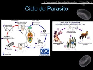 Ciclo do Parasito L.Fumarola et al. /Research in Microbiology 155 (2004) 224-230 