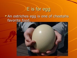 E is for egg An ostriches egg is one of cheetahs favorite food. 