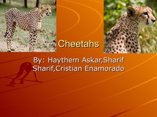 Cheetahs By: Haythem Askar,Sharif Sharif,Cristian Enamorado 