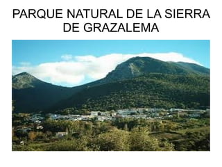 PARQUE NATURAL DE LA SIERRA
DE GRAZALEMA

 
