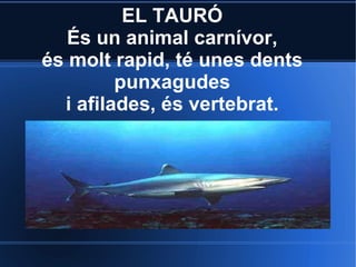 EL TAURÓ
   És un animal carnívor,
és molt rapid, té unes dents
         punxagudes
  i afilades, és vertebrat.
 