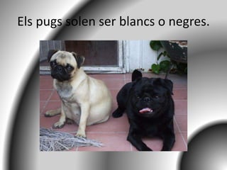 Els pugs solen ser blancs o negres.
 