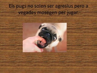 Els pugs no solen ser agresius pero a
vegades mosegen per jugar.
 