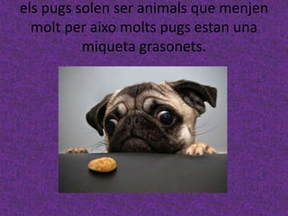 els pugs solen ser animals que menjen
molt per aixo molts pugs estan una
miqueta grasonets.
 