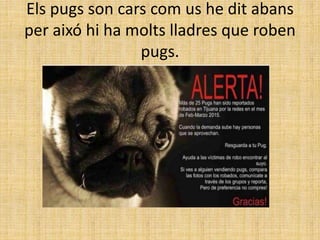 Els pugs son cars com us he dit abans
per aixó hi ha molts lladres que roben
pugs.
 