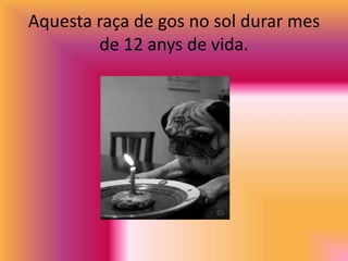 Aquesta raça de gos no sol durar mes
de 12 anys de vida.
 