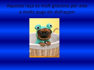 Aquesta raça es molt graciosa per aixo
a molts pugs els disfraçem
 