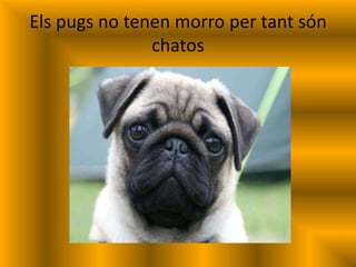 Els pugs no tenen morro per tant són
chatos
 