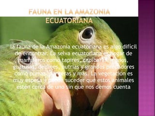 la fauna de la Amazonía ecuatoriana es algo difícil
de encontrar. La selva ecuatoriana es hogar de
mamíferos como tapires, capibaras, monos,
guatusas, delfines, nutrias y grandes predadores
como pumas, panteras y más. La vegetación es
muy espesa y puede suceder que estos animales
estén cerca de uno sin que nos demos cuenta
 