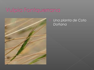    Una planta de Coto
    Doñana
 