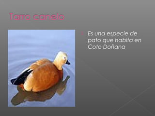    Es una especie de
    pato que habita en
    Coto Doñana
 