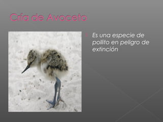    Es una especie de
    pollito en peligro de
    extinción
 