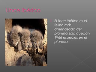    El lince Ibérico es el
    felino más
    amenazado del
    planeta solo quedan
    1966 especies en el
    planeta
 