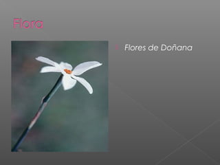    Flores de Doñana
 