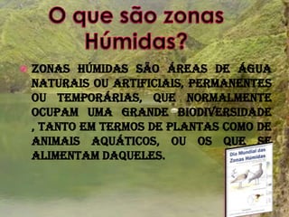 Zonas húmidas são áreas de água naturais ou artificiais, permanentes ou temporárias, que normalmente ocupam uma grande biodiversidade , tanto em termos de plantas como de animais aquáticos, ou os que se alimentam daqueles.O que são zonas Húmidas?