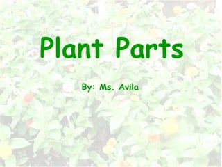 Plant Parts By: Ms. Avila 