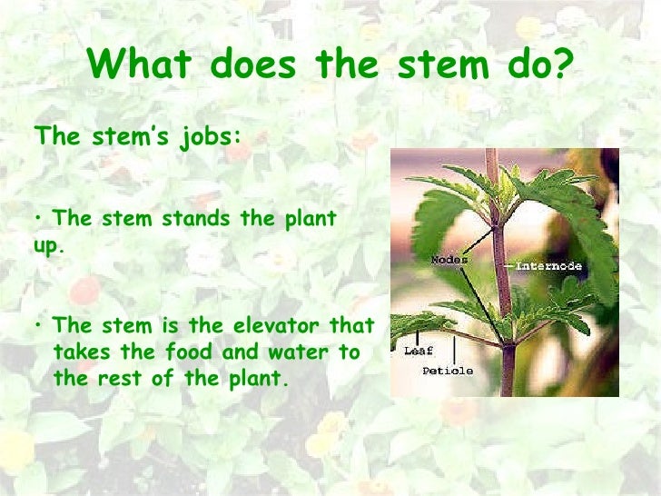 Cristina s Powerpoint N It1 section HP2 