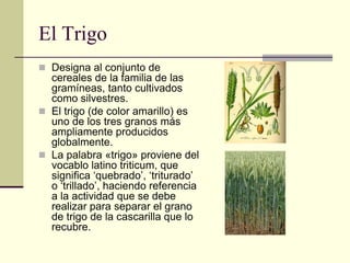El Trigo
 Designa al conjunto de
  cereales de la familia de las
  gramíneas, tanto cultivados
  como silvestres.
 El trigo (de color amarillo) es
  uno de los tres granos más
  ampliamente producidos
  globalmente.
 La palabra «trigo» proviene del
  vocablo latino triticum, que
  significa „quebrado‟, „triturado‟
  o „trillado‟, haciendo referencia
  a la actividad que se debe
  realizar para separar el grano
  de trigo de la cascarilla que lo
  recubre.
 