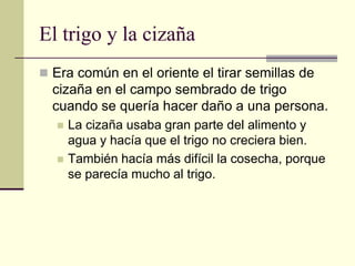 El trigo y la cizaña
 Era común en el oriente el tirar semillas de
  cizaña en el campo sembrado de trigo
  cuando se quería hacer daño a una persona.
     La cizaña usaba gran parte del alimento y
      agua y hacía que el trigo no creciera bien.
     También hacía más difícil la cosecha, porque
      se parecía mucho al trigo.
 